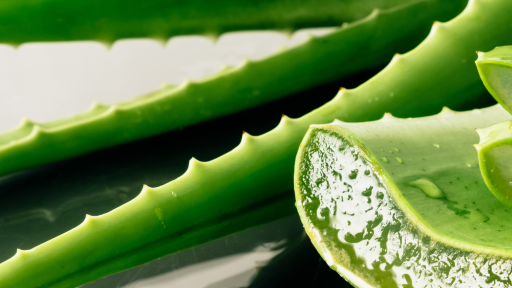 Hello Aloe! The amazing benefits of Aloe Vera